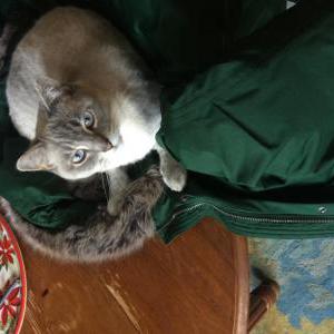 Lost Cat Samus
