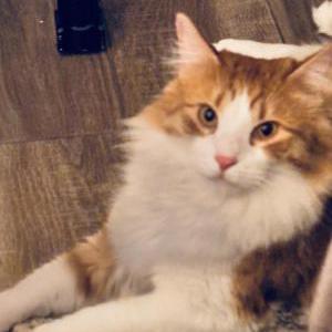 Image of Liam, Lost Cat