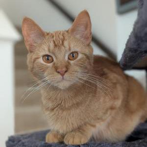Image of Maple, Lost Cat