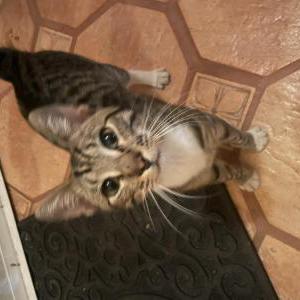 Found Cat Unknown