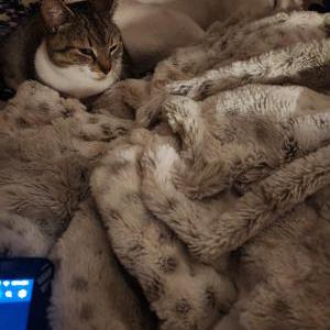 Lost Cat Momma Cat