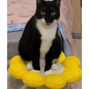 Lost Cat Goose