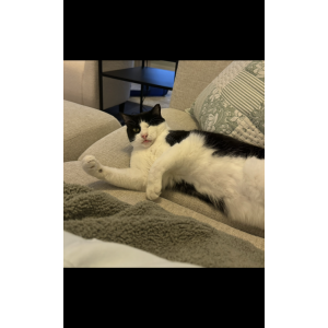 Lost Cat Oreo
