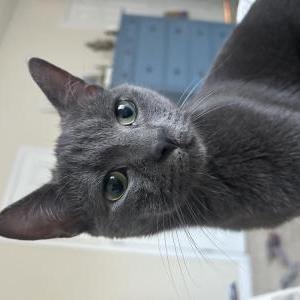 Lost Cat Sullivan