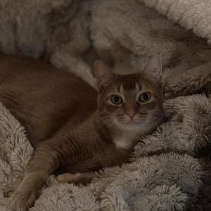Lost Cat Lovie