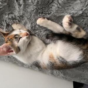 Lost Cat Petty
