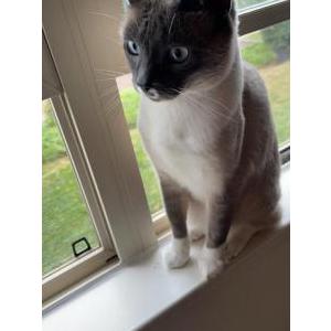 Image of Mochi, Lost Cat