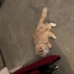 Image of Brosh, Lost Cat