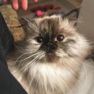 Lost Cat Sasha