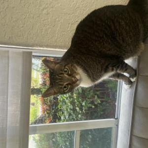 Lost Cat Lulu