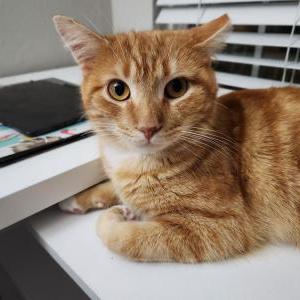 Lost Cat Garfield