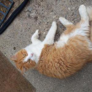 Lost Cat Vermin