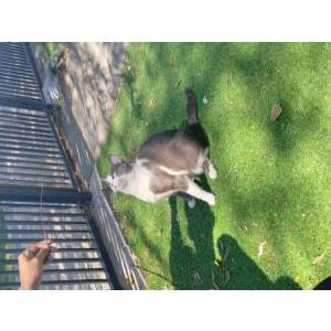 Image of Suagr, Lost Cat