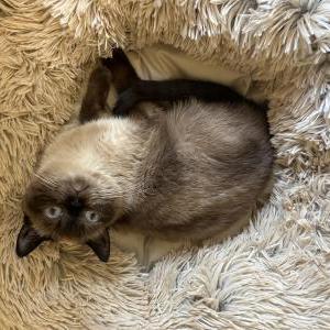 Lost Cat Juniper