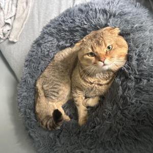 Lost Cat Oakley