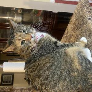 Image of Daisy, Lost Cat