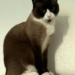 Image of Duckie, Lost Cat