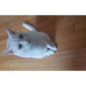 Lost Cat Petey