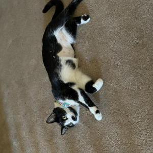 Lost Cat Marry
