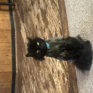 Lost Cat Theo
