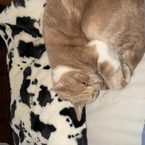 Image of Kitty Kitty, Lost Cat