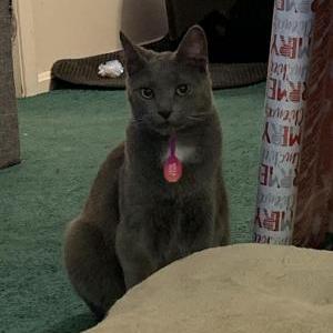 Lost Cat Carlton