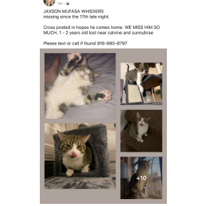 Image of Jackson, Lost Cat