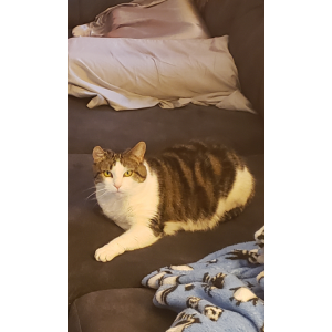 Image of Gracie, Lost Cat