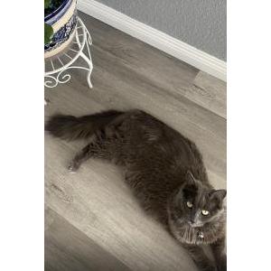 Lost Cat Meadow