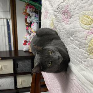Image of Tosis, Lost Cat