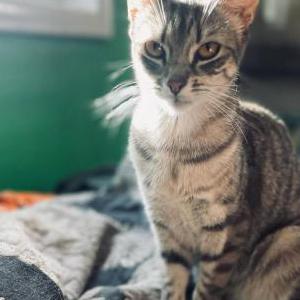 Image of Shinobi, Lost Cat