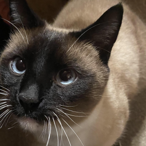 Lost Cat Vito