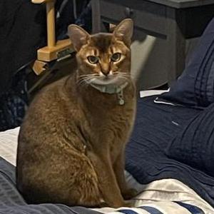 Lost Cat Lance