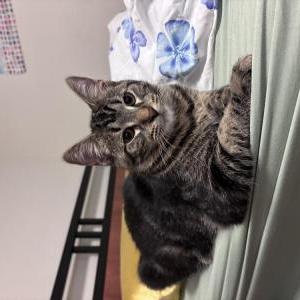 Lost Cat Bao