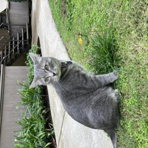 Lost Cat Ramen