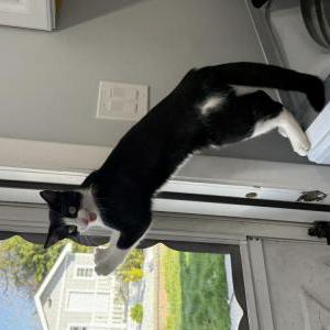 Lost Cat Luna