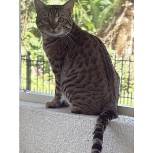Lost Cat Chip