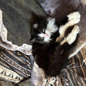 Image of Muffin, Lost Cat