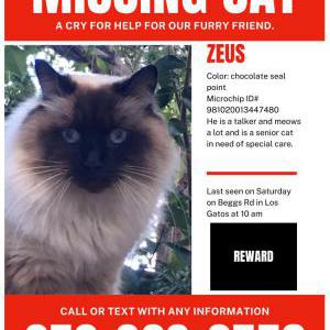Lost Cat Zeus