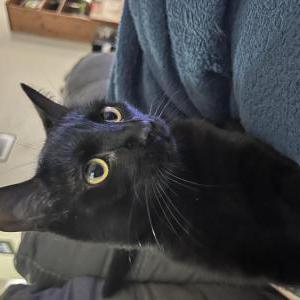 Lost Cat Arthur