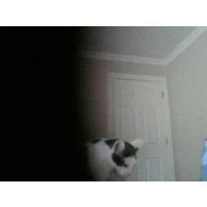 Lost Cat Minnie