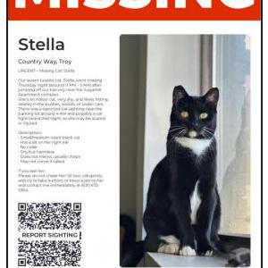 Lost Cat Stella