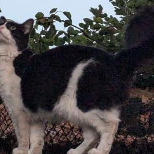 Lost Cat Violet