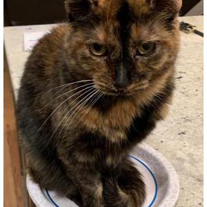 Lost Cat Shady