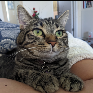 Image of Chloe, Lost Cat