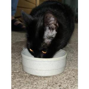 Image of Unknown, Found Cat