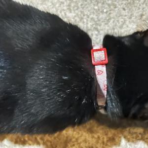 2nd Image of Unknown, Found Cat