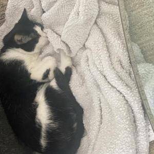 Lost Cat Fernando