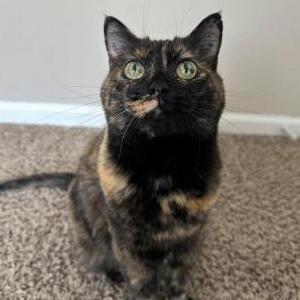 Lost Cat Luna