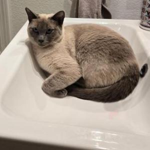 Image of Storm, Lost Cat